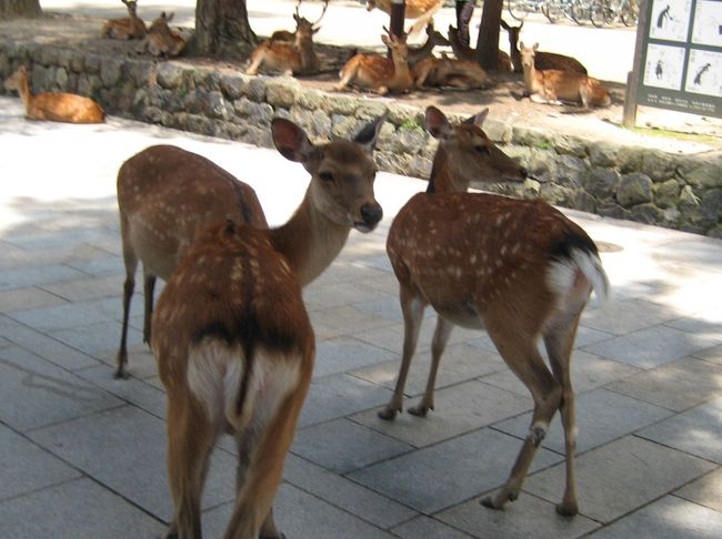 <br />でた〜 鹿！鹿！鹿！鹿っ！<br />めっちゃおる！なんか昔よりも数、増えてない？<br /><br />ただただ自由にまったりしている鹿サンたち<br />ニンゲンが近寄っても平気っていうかほぼ無視？！<br /><br />小学校修学旅行の思ひでは<br />突然 鹿に後ろから頭突きされたことです。。