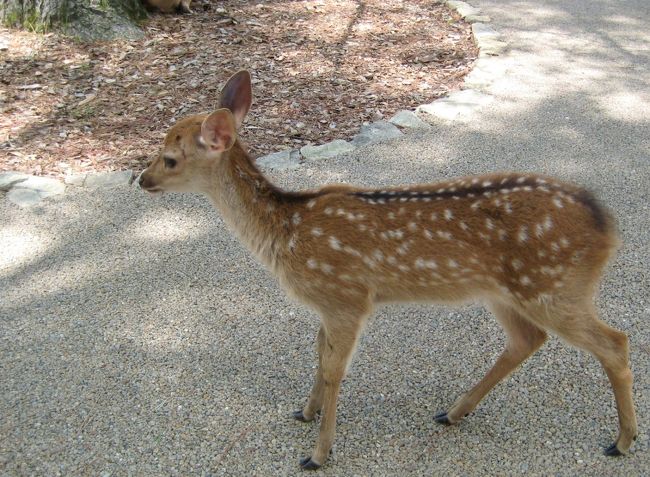 <br />バンビ♪バンビ♪<br />カワイイ！！<br /><br />初夏に行くとバンビがたくさんいます