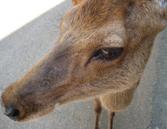 <br />春日大社へは徒歩20分くらいですが<br />この20分がもぉ暑くて辛くて。。<br /><br />あ〜鹿さん まつげが長いのねぇ…(なげやり)