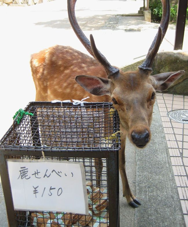 <br />鹿せんべい 買ってくれぇ〜