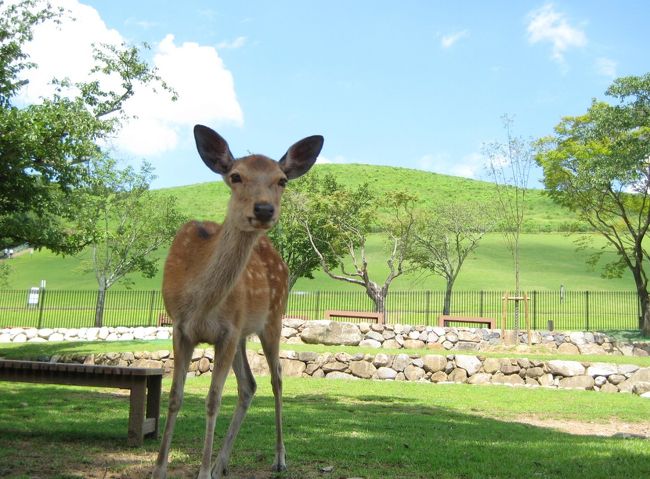 <br />青いそら 新緑の若草山 そして鹿！<br />これぞ ＴＨＥ奈良公園(笑)<br /><br />奥の若草山に入るには入山料が必要みたいです<br />