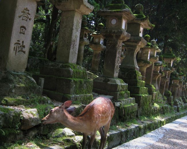 <br />表参道の森に入ると空気がすぅっとひんやりします<br />立ち並ぶ石灯籠の苔も涼しげ<br /><br />鹿さんはどこにでもいるなぁ