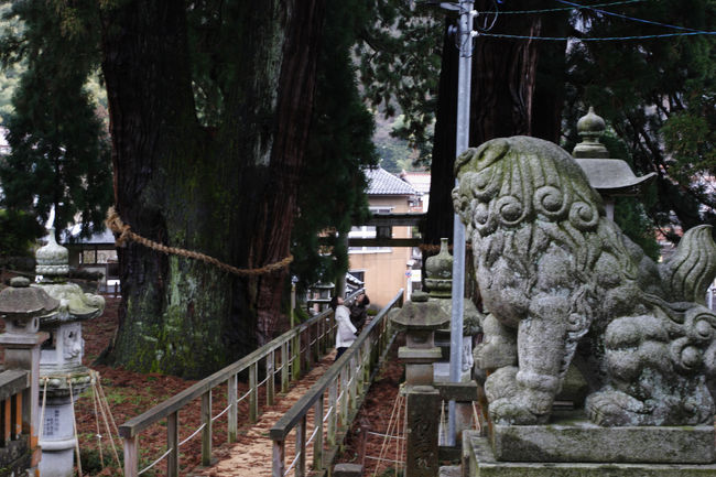 杉の木が大きいのか?!はたまた人間が小っさいのか・・・(-_-)ゞ゛