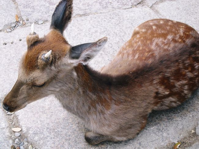 まずは興福寺の鹿のお出迎え<br /><br />
