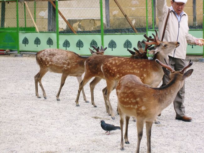 お煎餅目当てによってくる