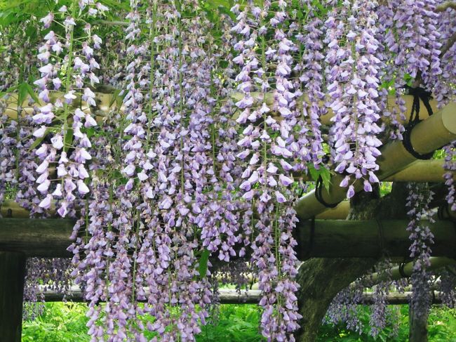 奈良公園内植物園