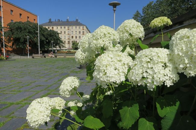 あじさいも可愛い