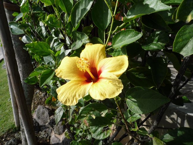 ☆２日目☆<br /><br />ピーカンでございます！<br />ハイビスカスもキレイだね〜<br /><br />本日は１日車をチャーターして、行きたいとこだけ観光の日。<br />車チャーターを予約する際に数悶着あって、ホントに車が迎えに来るか心配だったけど、無事にお迎えが。