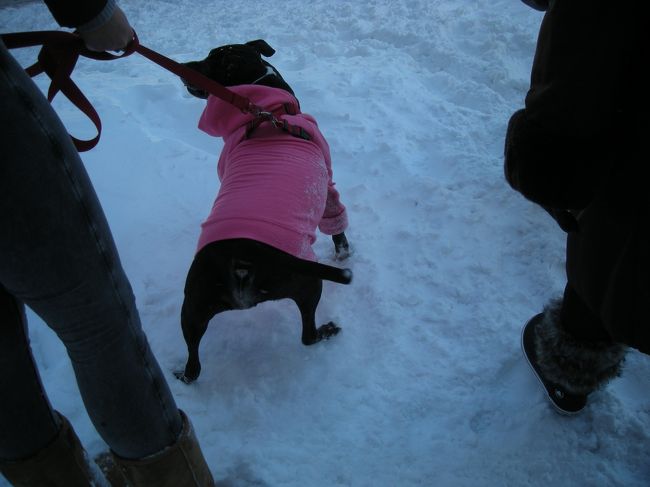 雪でも散歩に行くんだワン！