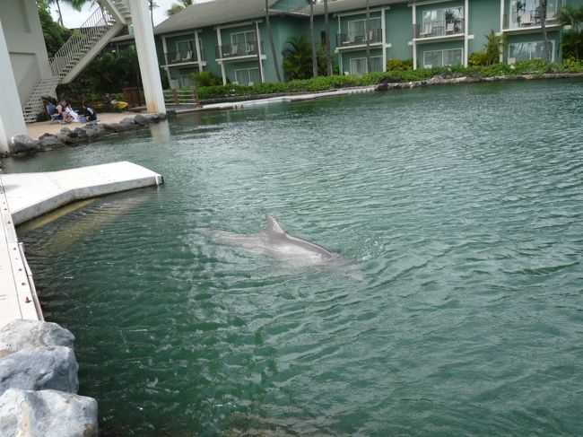 ホテルのお庭にはイルカと亀さんが。