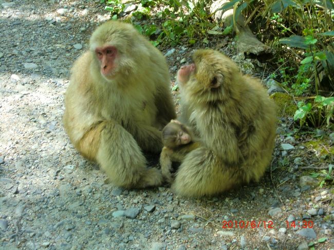 帰り歩いていたら、道端に猿がいました！近づいても全然逃げません。