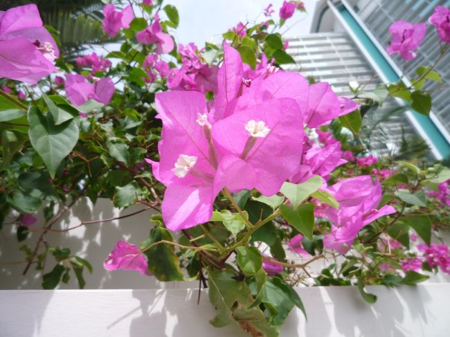 プールサイドには色鮮やかなお花。<br />癒されるね・・・