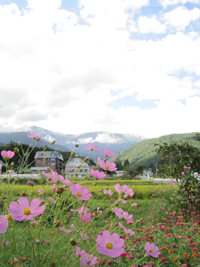 駐車場に着くと可愛いコスモスが♪