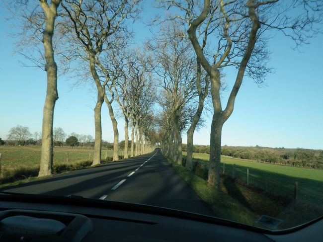 今朝も快晴。<br />並木道を快適にドライブ。