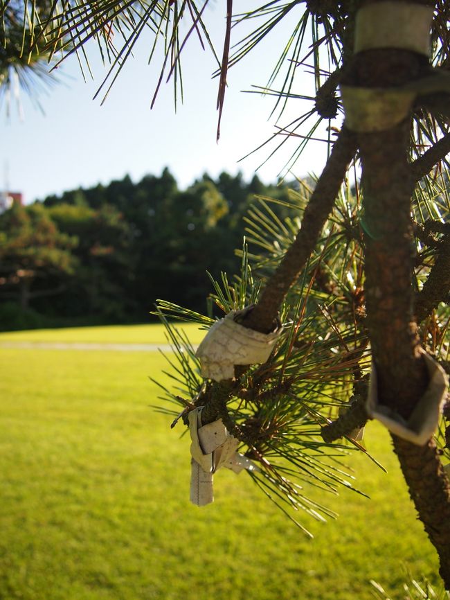 境内は、広大な芝生が広がり清々しい！