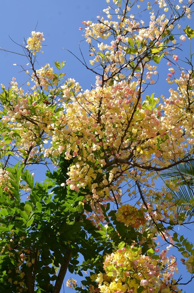 この時期至る所で咲き誇る、「レインボー・シャワー・ツリー」・・・<br />ホノルル市の花です・・・