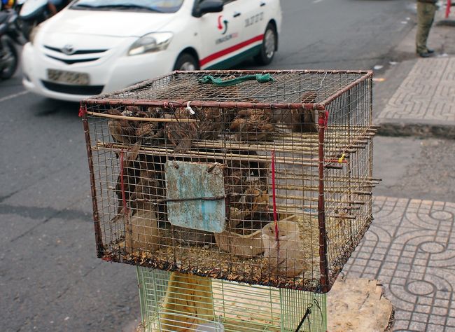 すずめがかごの中に。<br />売ってるの？<br />ただいま17：00<br />ビナサンタクシーを捜して、空港にタクシーで戻ります。<br />帰りのほうがほんの少し安かった。