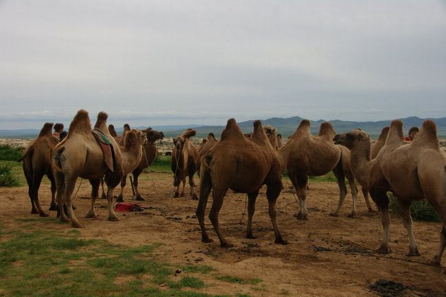 　ゲルキャンプ到着後約２時間ほど長距離ドライブの疲れを取り，午後４時半過ぎに再始動です。目指すは”初めて”のラクダライドです。<br />　ラクダに乗る場所は，本日の宿営地から車で５分程度の場所にあり，既に人数分のラクダが待機していました。こんなに間近でラクダを見るのは初めてです。本性はわかりませんが，動きはスローでおとなしそうな様子をしています。さあ，１人ずつ呼ばれて乗ります。