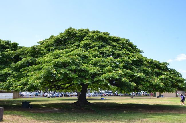 これは「この木なんの木」ではありません。また後ほど・・・