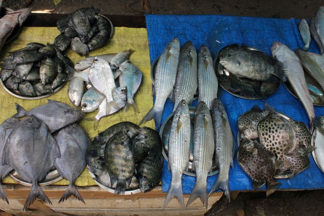 獲れた魚はその場で販売。新鮮なのだろうけど、あの海の色を見ると何となく食指が動かない。
