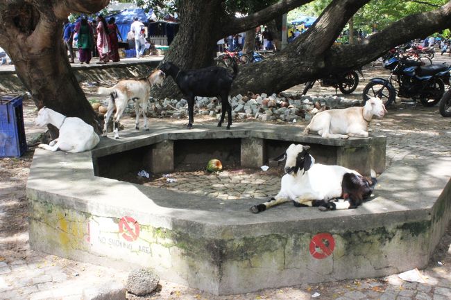フェリー乗り場のそばはヤギの休憩所。