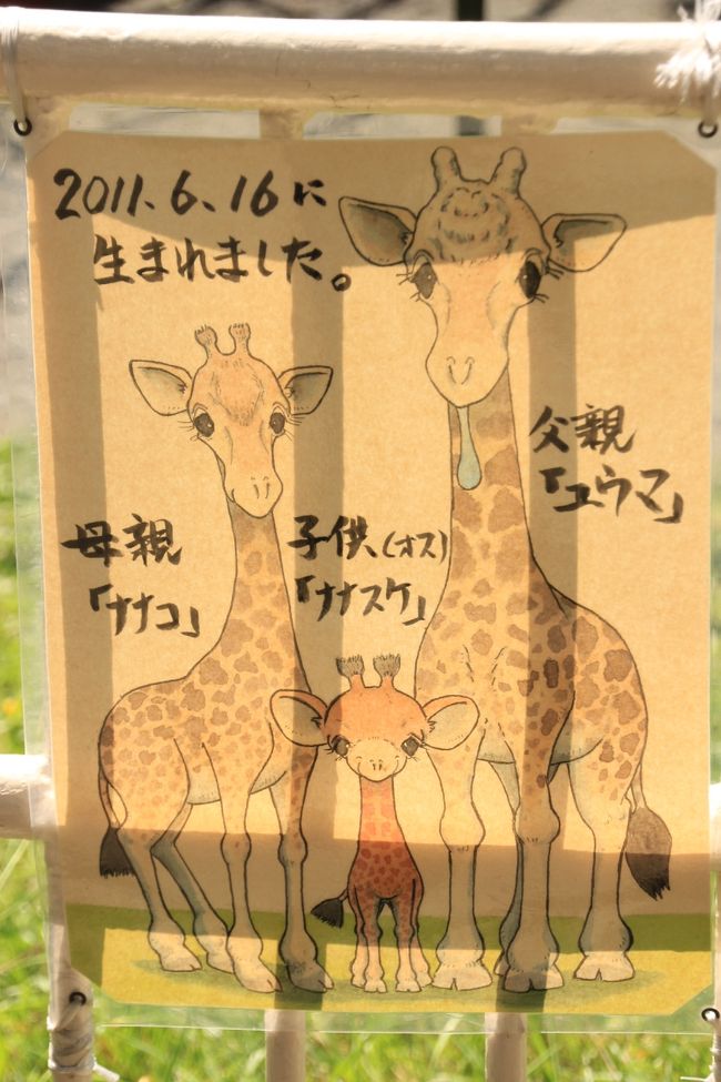 甥っ子姪っ子と猛暑の函館 札幌物語第４日目 1 札幌円山動物園 前編 残念 レッサーパンダのココちゃんはともかく セイタ君とライラちゃんにも会えずじまい 泣 琴似 発寒中央 北海道 の旅行記 ブログ By まみさん フォートラベル