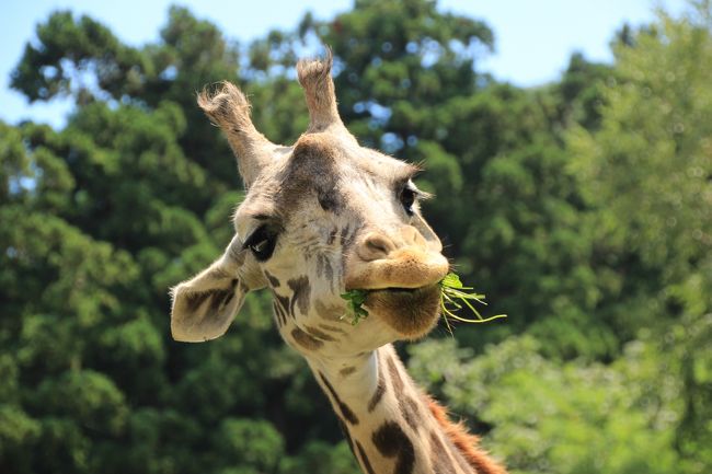 甥っ子姪っ子と猛暑の函館 札幌物語第４日目 1 札幌円山動物園 前編 残念 レッサーパンダのココちゃんはともかく セイタ君とライラちゃんにも会えずじまい 泣 琴似 発寒中央 北海道 の旅行記 ブログ By まみさん フォートラベル