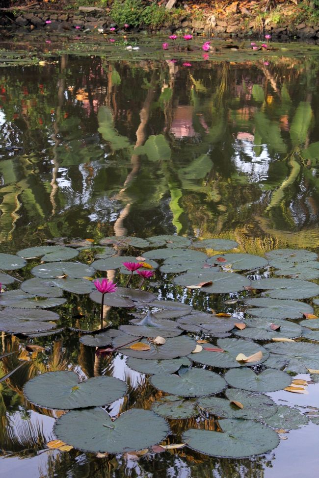 朝散歩をすると睡蓮の花が咲いていた。