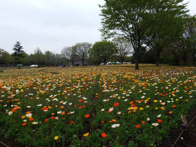 みんなの原っぱの南方にあるけしの花。