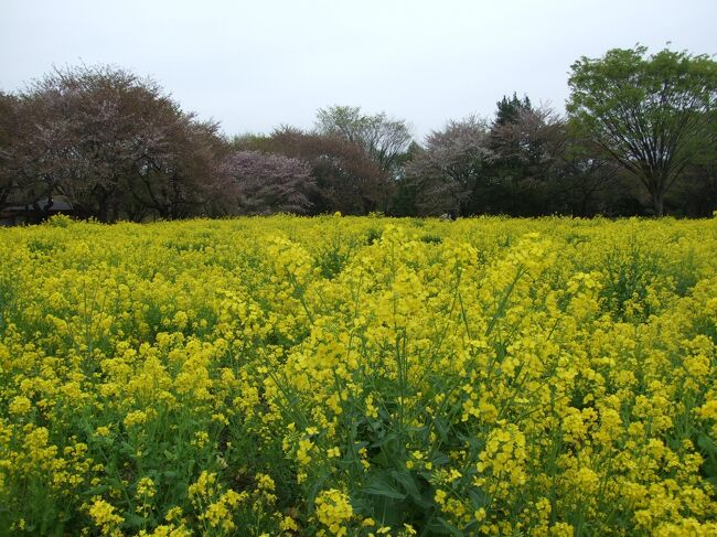 みんなの原っぱ北方にある菜の花。