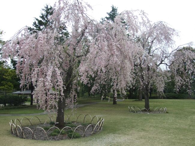 いつもこの時期に満開を迎えるしだれ桜。