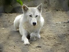 今回はレッサーパンダ舎直行ではなく、王者の森に直行！！
この真っ白な子は誰だと思います？？
ホッキョクギツネ？？・・・違います、シンリンオオカミです！！
今年６月に群馬サファリからやってきたカナダ生まれのジュディーちゃん、真っ白です。
以前からいたシン君の同居がスタートしていました、来年が楽しみですね。
