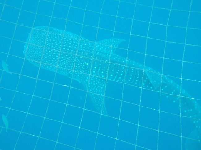 読谷漁港の沖合い800mの所に生簀の中にジンベイザメがいるんです！<br /><br />