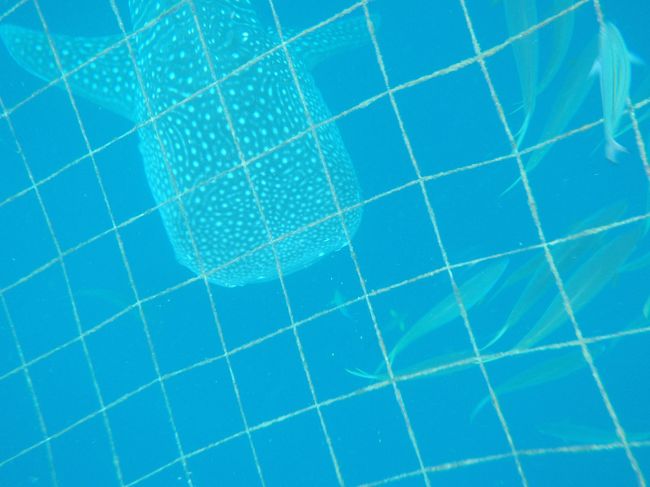 2011年春に7Mのジンベエが仲間入りし、今では3頭のジンベエザメが仲良く生簀の中で暮らしています<br />