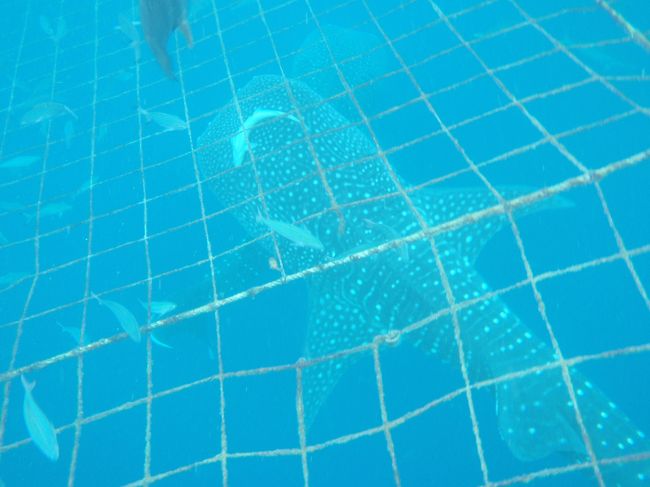 偶然漁をしているときに捕獲されたそうです