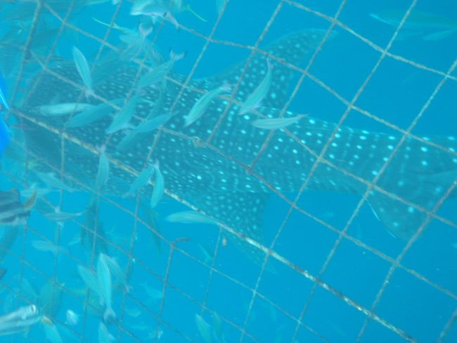 このジンベイ君も6〜7メートルあります