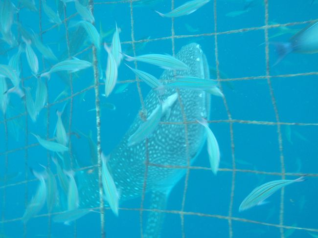 オキアミを狙って小魚が集まってきます