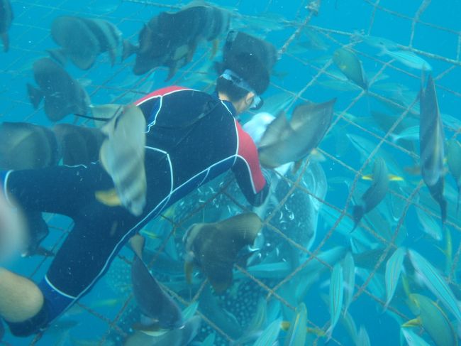 オキアミをあげるとぱっくりと大きな口を開きます<br /><br />