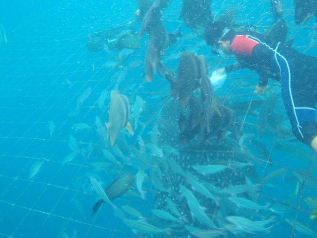 ツバメウオはまさにスペードの形をしてます<br /><br />ツバメとは似ても似つかない体型のようですが、群れているとまるでツバメが飛び回っているようです