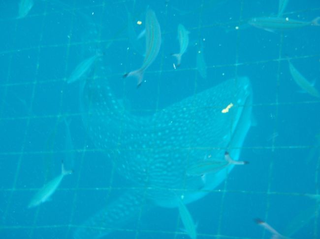 ストレスをかけないように長時間潜水はできません