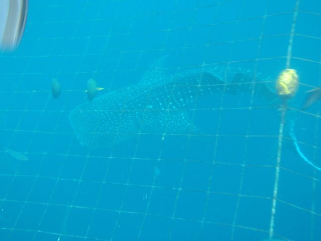 さようならジンベイ君！<br /><br />2メートル位の至近距離で迫力ありました