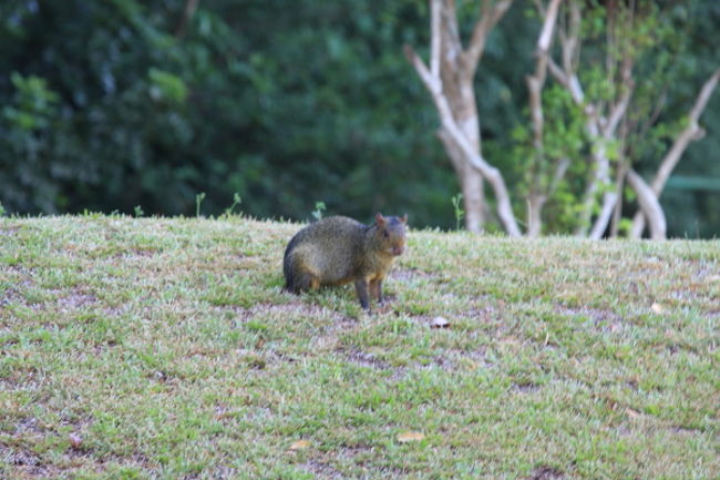 そして何やら謎の巨大ネズミみたいなのも歩いてました。大きいウサギくらいの感じです。