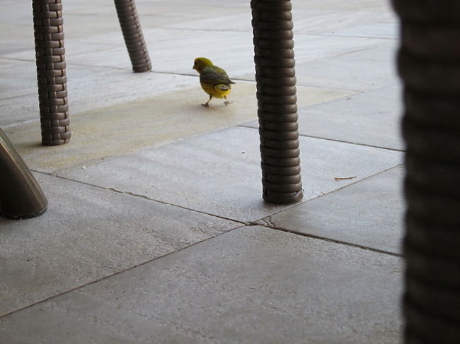 カナリアです。ご飯狙いです。イグアスくれくれカナリアと呼んでおります。