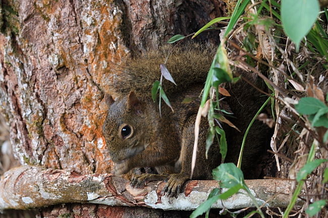 リスも朝ごはん中。昨日の遊歩道を歩ききり、滝のふもとにかかっている橋に行こうとしたのですが、ト・・トイレに行きたくなり・・。きゃー、早朝のこの時間、エレベーター付近にあるトイレにはすべて鍵がかかっていて使用できません。ピンチ。ということで、車道をテクテク急ぎ足でホテルに戻りました。
