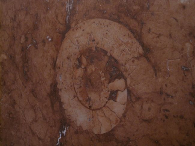 壁にあったけど特に説明もなくスルー…<br />化石？本物じゃないのかな。