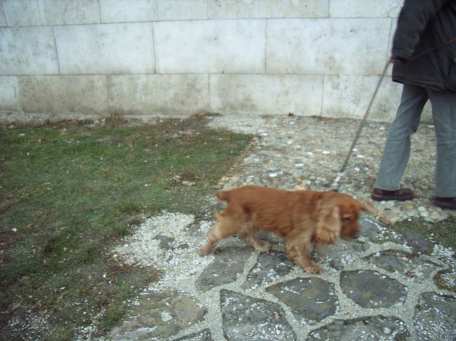 お散歩中のわんこ♪