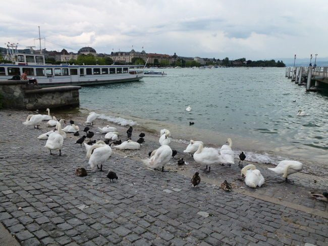 白鳥やカモが沢山休憩してました♪