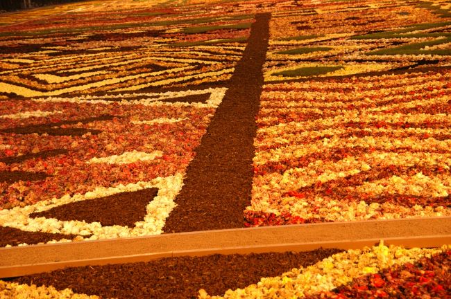 面白い模様です。でも今年のフラワーカーペットはちょっと。。。