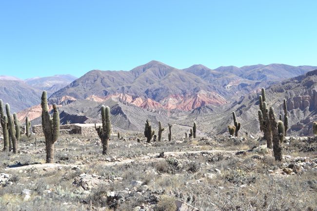 すごいサボテンの大群！