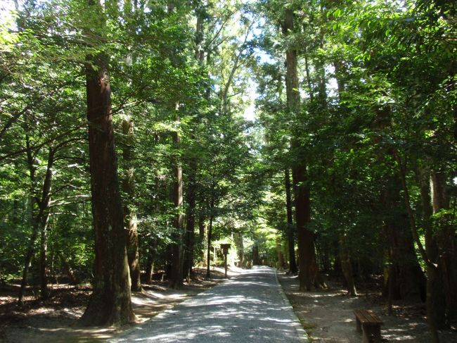 巨木に囲まれた静かな参道が続きます。